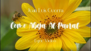 Juan Luis Guerra 440  Como Abeja Al Panal Lyric Video [upl. by Nani72]