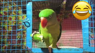 parrot video🦜॥ ❤cute indian ringneck parrot talking॥ ringneck parrot sounds [upl. by Nosrac355]