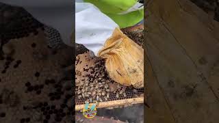 Enjaulando realeras abejas fantasmitawily apicultura mieldeabeja beekeeping realera shorts [upl. by Avla591]