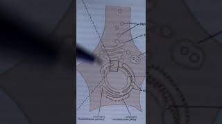 20 Cytosquelette transport axonal [upl. by Rehpoitsirhc343]