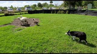 Australian shepherd herding sheep [upl. by Iphlgenia]