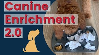 Canine Enrichment More Than Just Puzzle Toys For Dogs [upl. by Nola]