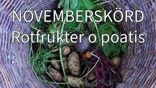 Skörda potatis o rotfrukter i november [upl. by Landis]