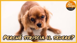 Perchè il cane striscia il sedere per terra  Qua la Zampa [upl. by Rodrique]