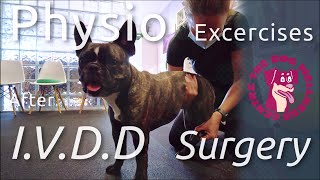 At Home Physiotherapy Exercises for French Bulldog after IVDD Surgery [upl. by Nnalyrehc983]