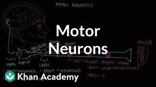 Motor neurons  Muscularskeletal system physiology  NCLEXRN  Khan Academy [upl. by Gierk844]