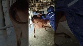 How to give IM injection in a cowIM injection in cattlecow treatment short video trending [upl. by Ralleigh]