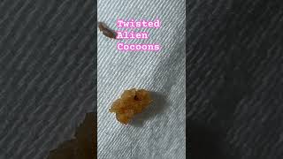 fungus spores mold skin flukes morgellons myjourney skin condition ulcer help share win [upl. by Nohsal]