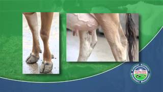 How to Apply Hock Wrap Bandage [upl. by Lamee]