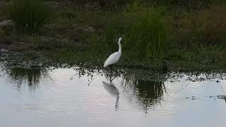 AIGRETTE PARTIE 2 [upl. by Daney967]