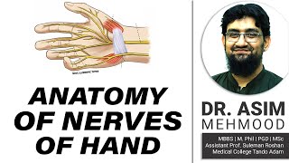 Anatomy of Nerves of Hand  Hindi  Urdu [upl. by Goulet]