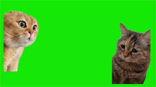 Green Screen Talking Cats Meme  Relationship Cats Meme  No Copyright [upl. by Mouldon]