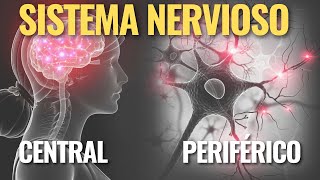 El SISTEMA NERVIOSO CENTRAL y PERIFÉRICO [upl. by Ozen]