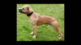 Double Gr Ch Haunch breeding 2023 Mayday dogs [upl. by Atterehs979]