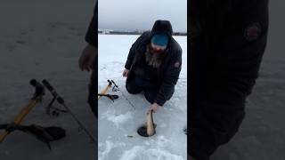 Early ice fishing Alaska catching wild Arctic char on Hoa tube jigs icefishing fishing outdoors [upl. by Nitniuq]