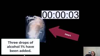 The Effects of Alcohol on the heart rate of Daphnia magna [upl. by Yl]