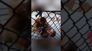 Khabib Shouts at Conor  quotLets Talk Nowquot [upl. by Katy]