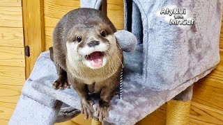 A Furious Otter Aty Is Unexpectedly Cute Otter Life Day 900 [upl. by Pepin]