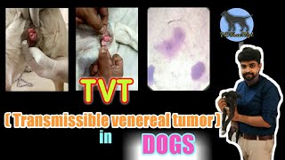 TVT in dogs । canine transmissible venereal tumor in dogs । tumors in dogs । TVT part 1st [upl. by Cohbert]