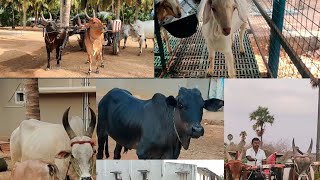 Kangayam Cow  Oru naal payanam  Reckla Vandila Oru Ride  Episode  36 [upl. by Eremihc571]