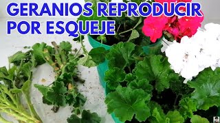 como reproducir geranios por esqueje sin fallar CHUYITO JARDINERO [upl. by Haneehs928]