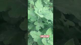 Guldaudi plant nature trending flowers gardenplants garden shorts shortvideo [upl. by Ollopa]