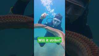 Sea Snake The deadly serpent of the ocean [upl. by June]