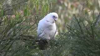 Little Corella Hervey Bay Qld [upl. by Komara]