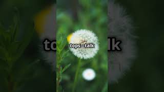 Fascinating Facts About Dandelions [upl. by Scarface805]