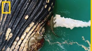 Unos tiburones y un cocodrilo devoran una ballena muerta  National Geographic en Español [upl. by Ahsieyk727]