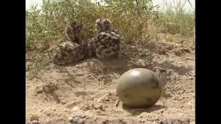 Houbara Breeding in Mahazat asSayd English [upl. by Gonroff773]