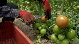 Agricultura al Día  Así se siembra tomate chonto [upl. by Ignaz631]