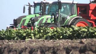 Fendt 516 met Grimme Rootster 604 cichorei rooien Trekkerweb [upl. by Eetak666]