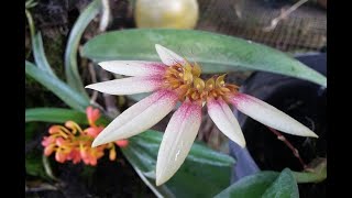 Buds Blooms on my species orchids  bulbophyllum lepidum  ascocentrum miniatum  coelogyne speciosa [upl. by Leugim]