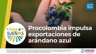 Procolombia impulsa exportaciones de arándano azul [upl. by Maggio]