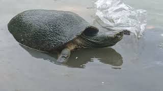 RARE TURTLE CONSERVATION A HUGE TURTLE SEEN turtle animals [upl. by Moncear566]