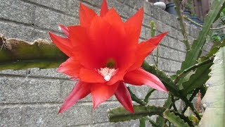 How to Harvest Seeds from Epiphyllum Cactus  The Orchid Cacti [upl. by Reta]