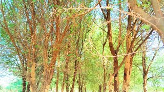 kikar farmingkiker farming techniquestrees farmingacacia farming simulatoracacia treeکیکر فارمن [upl. by Ayouqes836]