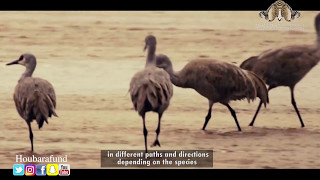 هجرة طيور الحبارى  Houbara Migration [upl. by Jordison]