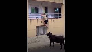 ¡Increíble Momento🐂🔥Un Toro Sube a la Pared para Alcanzar a un Aficionado en la Ventana😱 toros [upl. by Ehav]