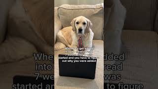 What is this bologna corporatehumor work officedog goldenretriever dogshorts job wfh [upl. by Valdas]