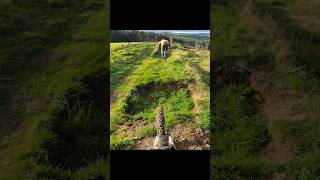 What a trail 😍 llangollen mtb mountainbike downhill dh extreme pov stunt [upl. by Olzsal]