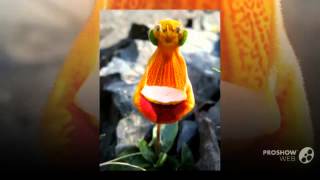 Calceolaria  garden plants [upl. by Acissehc]