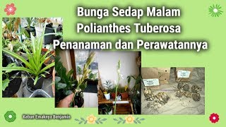 Bunga Sedap Malam Polianthes Tuberosa Penanaman dan Perawatannya [upl. by Oisacin246]