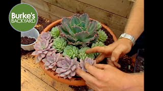 How to grow succulents How to make a succulent pot Echeveria [upl. by Tra838]