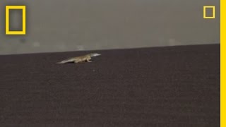 Peringueys Adder vs Lizard  National Geographic [upl. by Hafler554]