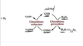 USMLE ACE Video 41 Chronic Granulomatous Disease CGD  NADPH Oxidase Pathway [upl. by Yenatirb283]