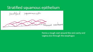 Histology epithelium [upl. by Nnyre]