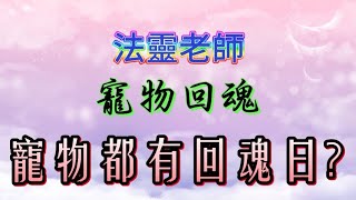 寵物回魂  回魂日計算 靈異事件 投胎 六度輪迴 天道 地道 人道 佛道 鬼道 畜度 金銀衣紙 玄途開運 法靈老師 術數 玄學 第41集– 2842024 [upl. by Trinetta46]