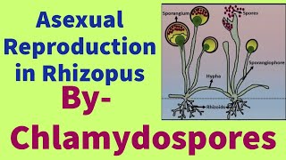 Asexual Reproduction in Rhizopus by Chlamydospores [upl. by Newfeld141]